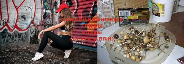 прущие грибы Богородицк